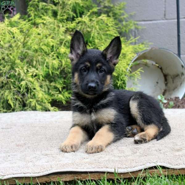 Buddy, German Shepherd Mix Puppy