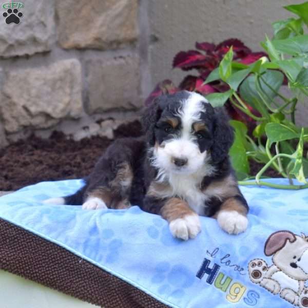 Buddy, Mini Bernedoodle Puppy