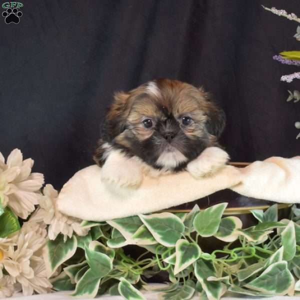 Buddy, Shih Tzu Puppy