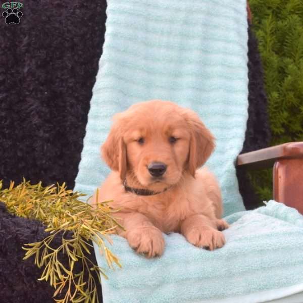 Buddy, Golden Retriever Puppy