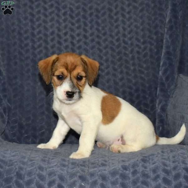 Buddy, Jack Russell Mix Puppy