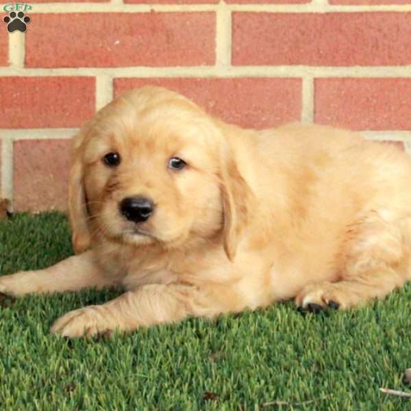 Buddy, Golden Retriever Puppy