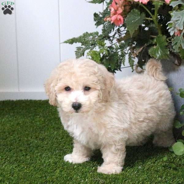 Buddy, Bich-Poo Puppy