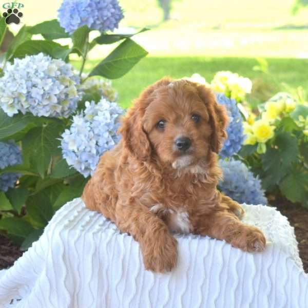 Buddy, Cavapoo Puppy