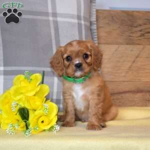 Buddy, Cavalier King Charles Spaniel Puppy