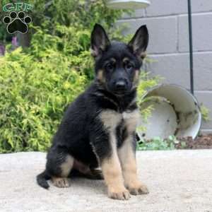 Buddy, German Shepherd Mix Puppy