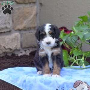 Buddy, Mini Bernedoodle Puppy