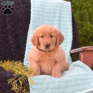 Buddy, Golden Retriever Puppy