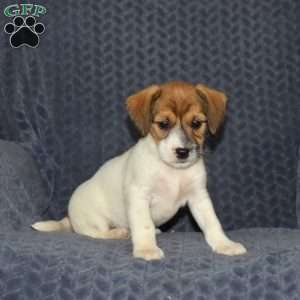 Buddy, Jack Russell Mix Puppy