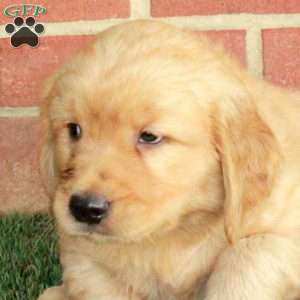 Buddy, Golden Retriever Puppy