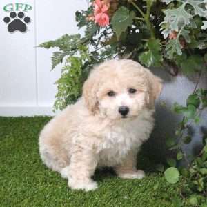 Buddy, Bich-Poo Puppy