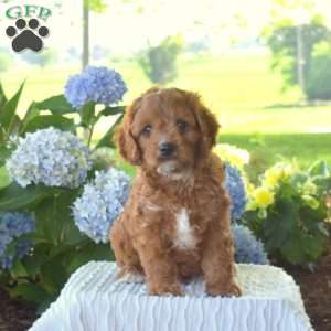 Buddy, Cavapoo Puppy
