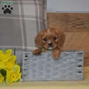 Buddy, Cavalier King Charles Spaniel Puppy