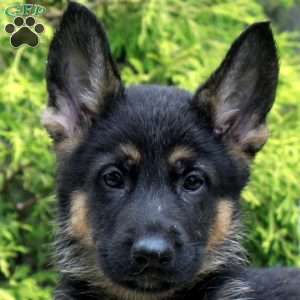 Buddy, German Shepherd Mix Puppy