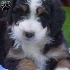 Buddy, Mini Bernedoodle Puppy