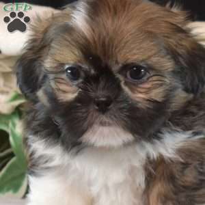 Buddy, Shih Tzu Puppy