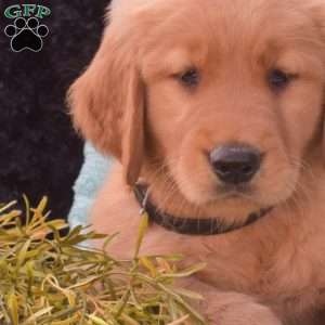Buddy, Golden Retriever Puppy