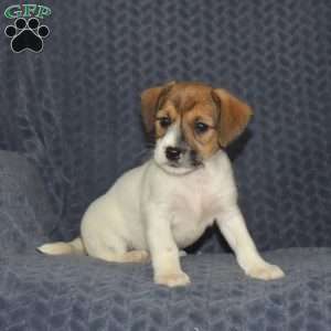Buddy, Jack Russell Mix Puppy