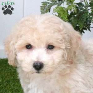 Buddy, Bich-Poo Puppy