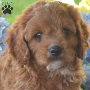 Buddy, Cavapoo Puppy