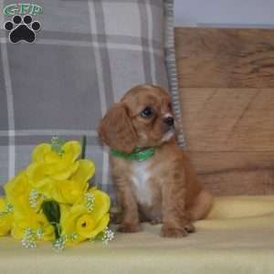 Buddy, Cavalier King Charles Spaniel Puppy