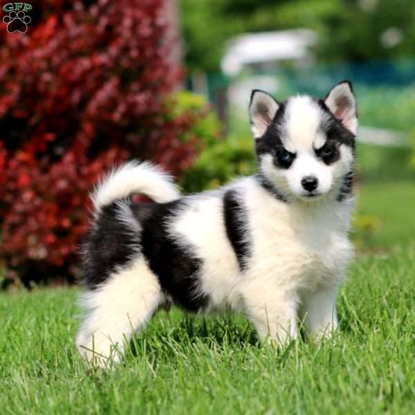 Buddy, Pomsky Puppy