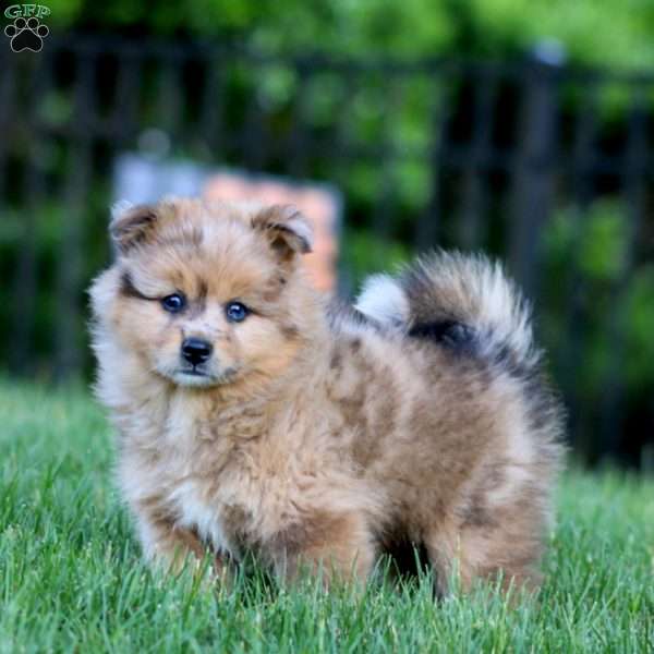 Buddy, Shiba Inu Mix Puppy