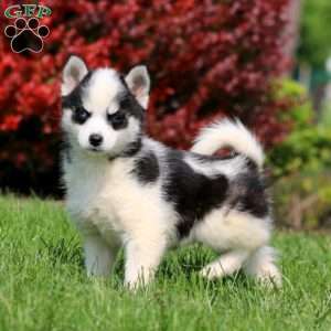 Buddy, Pomsky Puppy