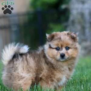 Buddy, Shiba Inu Mix Puppy