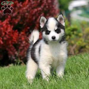 Buddy, Pomsky Puppy