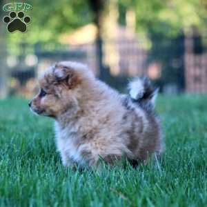 Buddy, Shiba Inu Mix Puppy