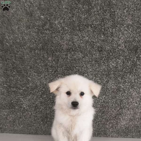 Buddy, American Eskimo Puppy