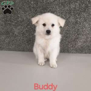 Buddy, American Eskimo Puppy
