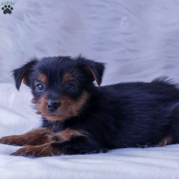 Buddy, Yorkie Puppy