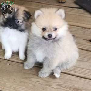 Buffy, Pomeranian Puppy