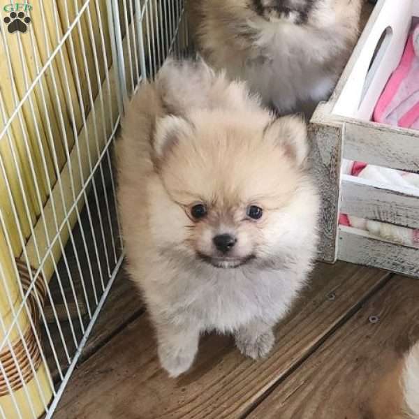 Buffy, Pomeranian Puppy
