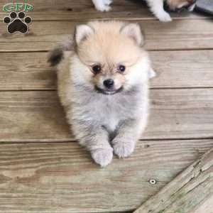 Buffy, Pomeranian Puppy