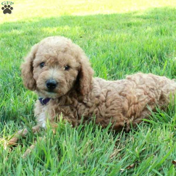Bunny, Mini Labradoodle Puppy