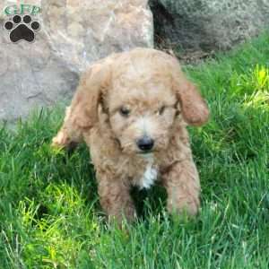Bunny, Mini Labradoodle Puppy