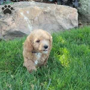 Bunny, Mini Labradoodle Puppy