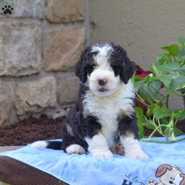 Buster, Mini Bernedoodle Puppy