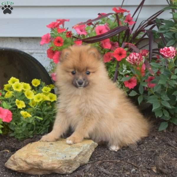 Buster, Pomeranian Puppy