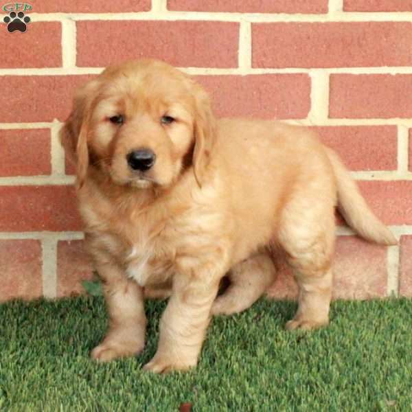 Buster, Golden Retriever Puppy