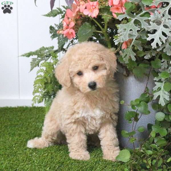 Buster, Bich-Poo Puppy