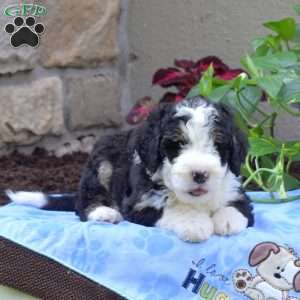 Buster, Mini Bernedoodle Puppy