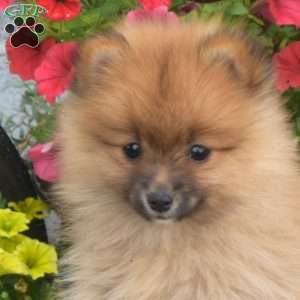 Buster, Pomeranian Puppy