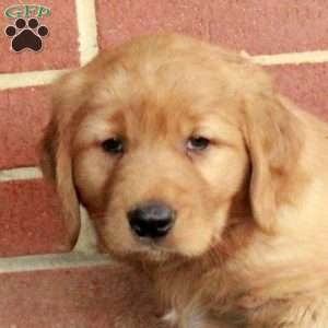 Buster, Golden Retriever Puppy