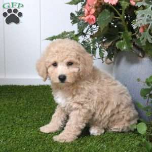 Buster, Bich-Poo Puppy