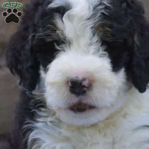 Buster, Mini Bernedoodle Puppy