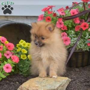 Buster, Pomeranian Puppy